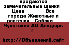 продаются замечательные щенки › Цена ­ 10 000 - Все города Животные и растения » Собаки   . Чукотский АО,Анадырь г.